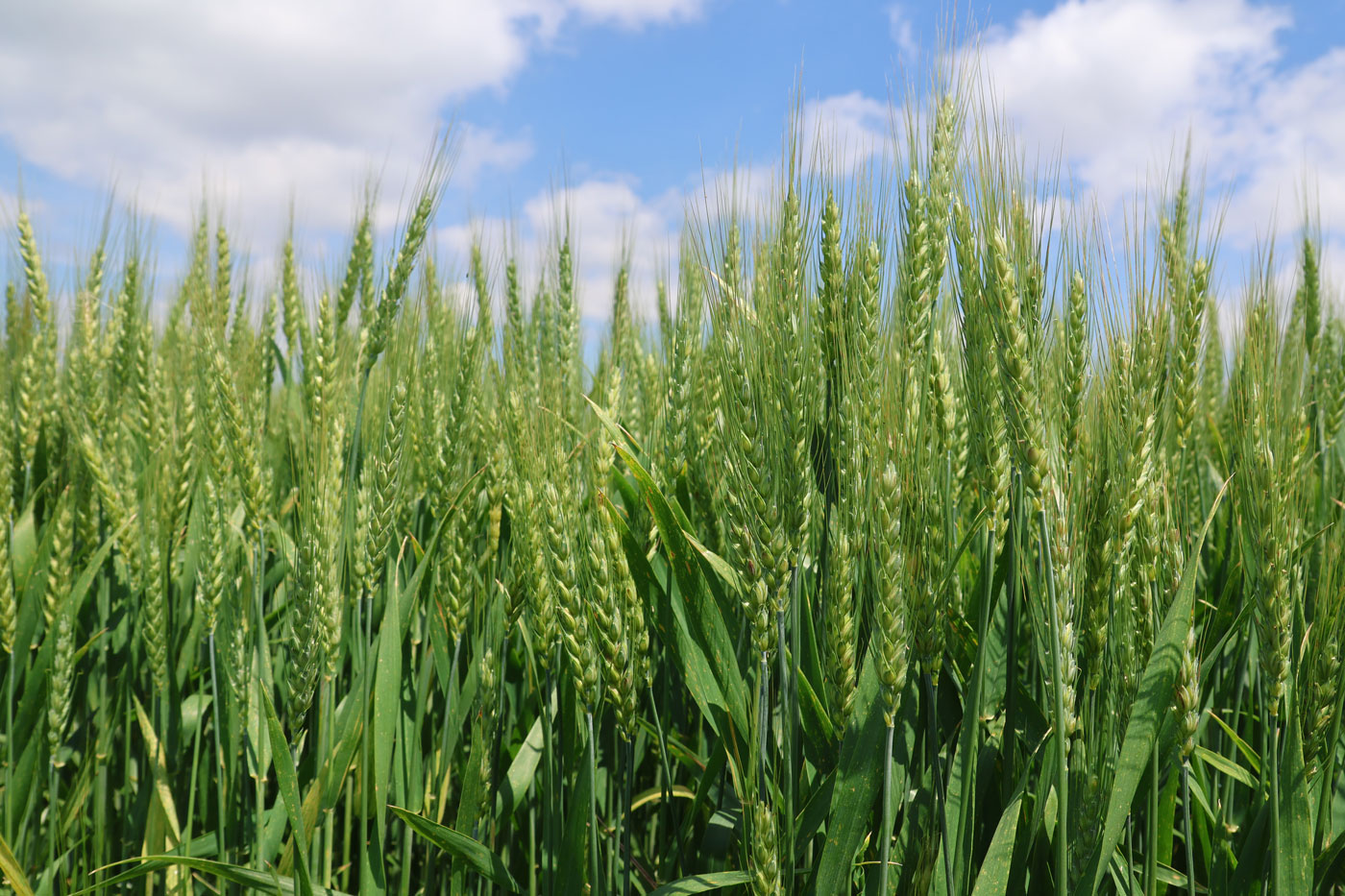 wheat field